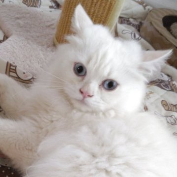 ヒマラヤン【静岡県・男の子・2025年4月10日・クリームポイント】の写真「おとなしい男の子」