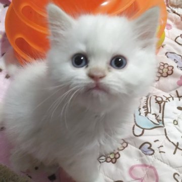 ヒマラヤン【静岡県・女の子・2025年10月12日・レッドポイント】の写真「レッドポイントでは珍しい女の子」