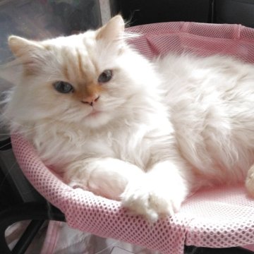 ヒマラヤン【静岡県・男の子・2024年4月8日・クリームポイント】の写真「おっとりした男の子」