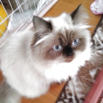 ヒマラヤン【静岡県・男の子・2025年4月18日・シールポイント】の写真「とても大人しい男の子」