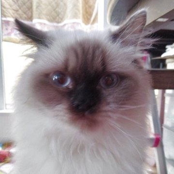 ヒマラヤン【静岡県・女の子・2025年4月10日・シールポイント】の写真「小柄な女の子」