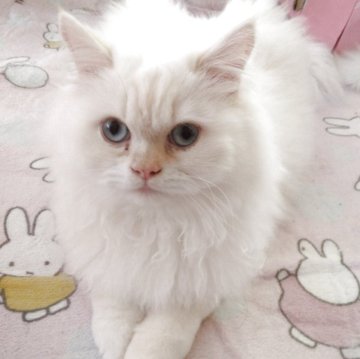 ヒマラヤン【静岡県・男の子・2025年4月10日・クリームポイント】の写真「おとなしい男の子」