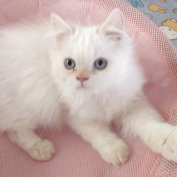 ヒマラヤン【静岡県・男の子・2025年6月22日・レッドポイント】の写真「とても元気な男の子」