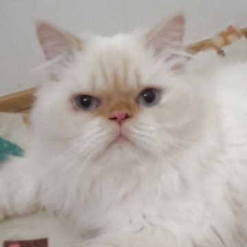 ヒマラヤン【静岡県・男の子・2024年3月15日・クリームポイント】の写真「活動的な男の子」