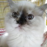 ヒマラヤン