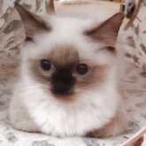 ヒマラヤン