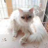 ヒマラヤン