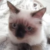ヒマラヤン
