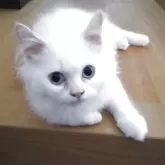 ヒマラヤン