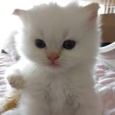 ヒマラヤン