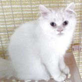 ヒマラヤン