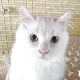 ヒマラヤン