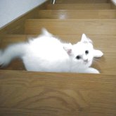 ヒマラヤン