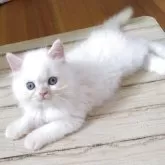 ヒマラヤン