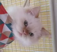 ヒマラヤン【静岡県・男の子・2024年9月12日・レッドポイント】の写真2