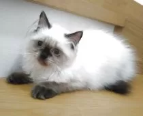 ヒマラヤン【静岡県・女の子・2025年4月18日・シールポイント】の写真2