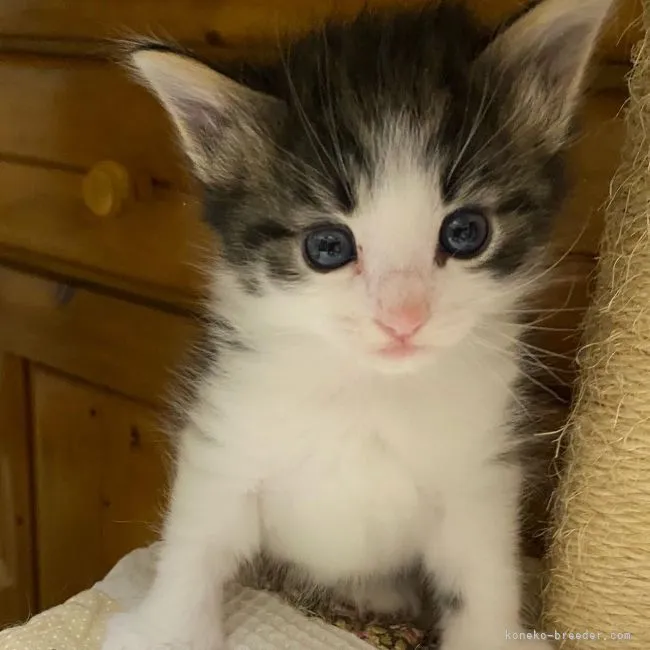 ID:2104-02497の子猫