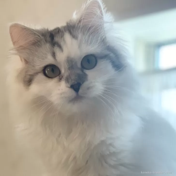 M.H 様のお迎えした子猫