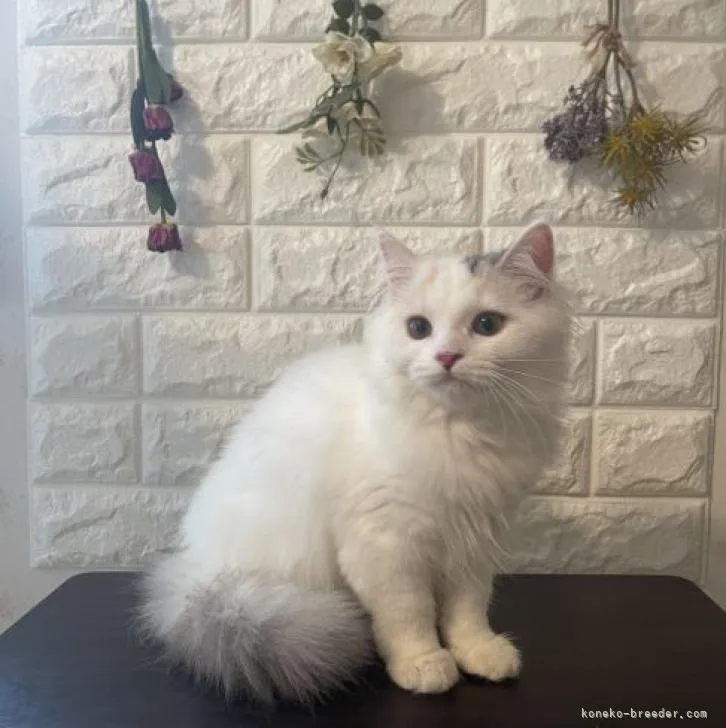 ID：2209-00549の子猫