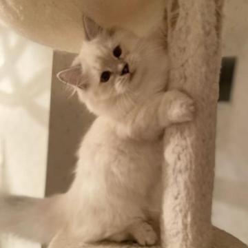 マンチカン【宮崎県・男の子・2022年8月26日・シルバーシールポイント】の写真「ぽってり可愛い」