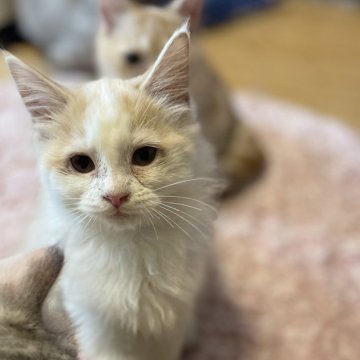 ノルウェージャン✖️マンチカン【宮崎県・男の子・2024年8月8日・クリームタビーアンドホワイト】の写真「遊び好きゴロゴロいいます」