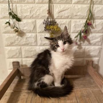 ノルウェージャンフォレストキャット【宮崎県・男の子・2022年9月17日・ブラックアンドホワイト】の写真「可愛い男の子」