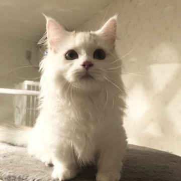 マンチカン(短足)【宮崎県・女の子・2023年5月4日・ブルーパッチドタビー&ホワイト】の写真「模様が可愛い女の子」