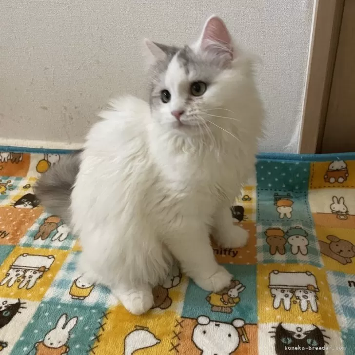 わん 様のお迎えした子猫