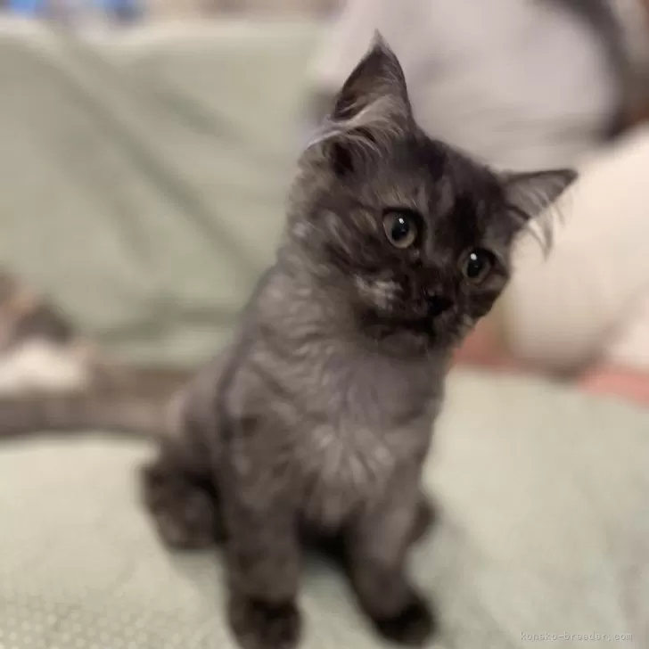ID:2510-00394の子猫
