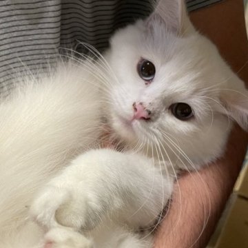 マンチカン(長足)【宮崎県・男の子・2025年6月18日・ホワイト】の写真「困り顔が可愛い」