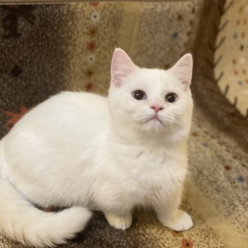 マンチカン(短足)【宮崎県・男の子・2025年7月2日・シールポイント】の写真「小さくて可愛い」