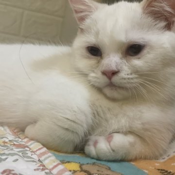 マンチカン(短足)【宮崎県・男の子・2025年7月2日・シールポイント】の写真「小さくて可愛い」