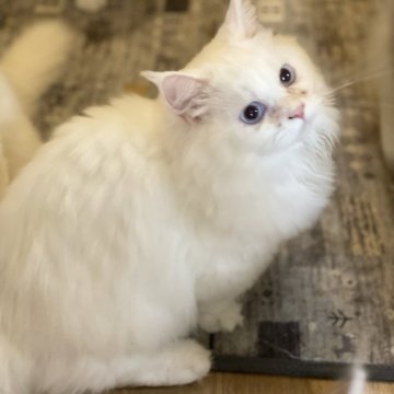 マンチカン(短足)【宮崎県・男の子・2025年5月8日・シールポイント】の写真「ふわっふわの毛」