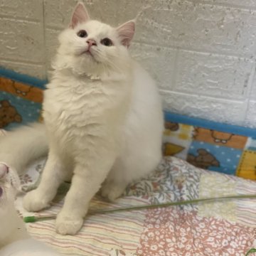 マンチカン【宮崎県・男の子・2025年6月18日・シールポイント】の写真「困り顔が可愛い」