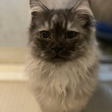 マンチカン(長足)【宮崎県・男の子・2025年5月8日・トゥーティシェル】の写真「黒くてめんこい」