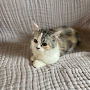 マンチカン(短足)【宮崎県・女の子・2025年2月9日・キャリコ】の写真「ちいかわみたいな女の子」