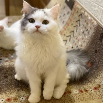 マンチカン(長足)【宮崎県・女の子・2025年5月8日・ブラックアンドホワイト】の写真「ゴロゴロすりすりしてきます♡」