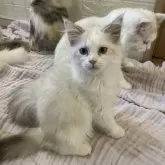 マンチカン(長足)