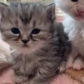 マンチカン(短足)