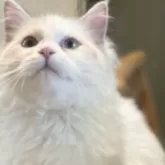 マンチカン(長足)