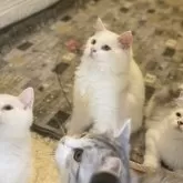 マンチカン(長足)【宮崎県・男の子・2025年6月18日・シールポイント】の写真7