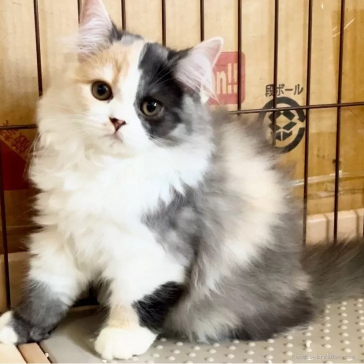 ID：2407-02795の子猫