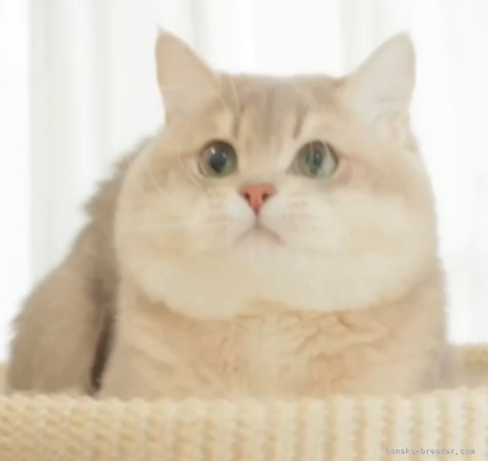 ブリティッシュロングヘア【・男の子・2023年2月10日・ブルーゴールデン】