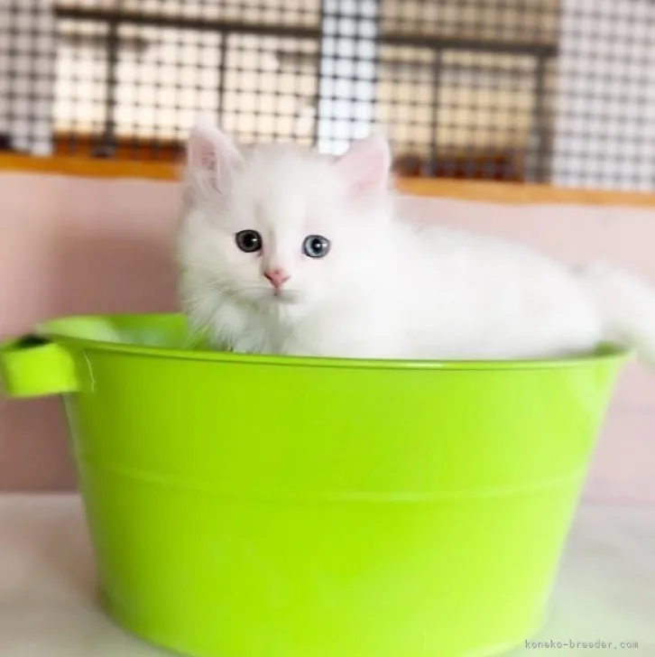 ID：2304-02203の子猫