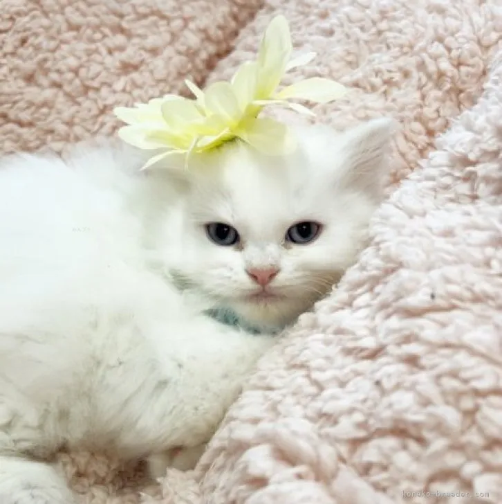 ID：2312-01272の子猫