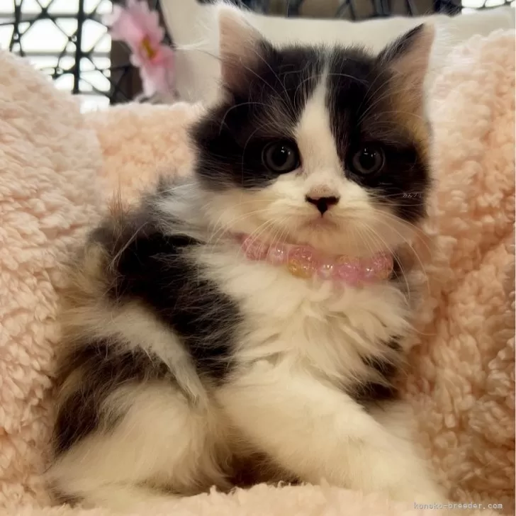 ID:2407-02797の子猫