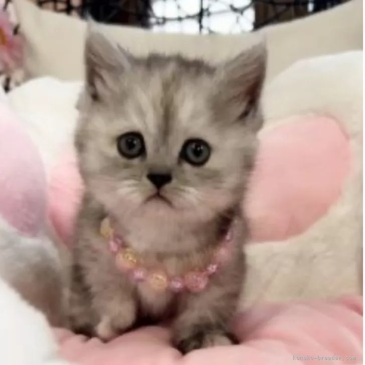 ID：2405-00057の子猫