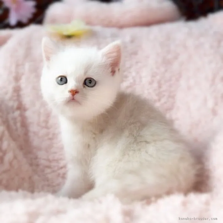 ID:2304-02279の子猫