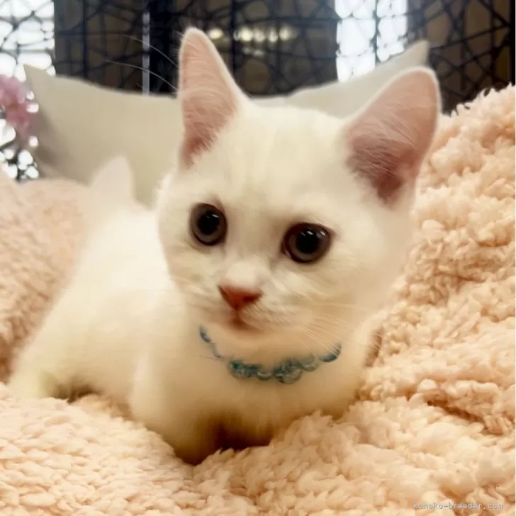 ID：2409-02384の子猫