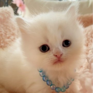 スコティッシュフォールド【千葉県・男の子・2024年11月10日・クリームホワイトバン（長毛）】の写真「父チャンピオン❤︎❤︎」